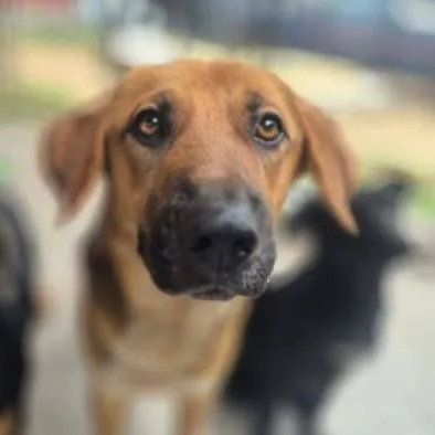 An adult medium-sized male Black Shepherd dog named Pawblo for adoption in Dover, AR