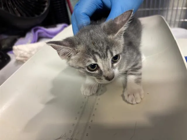 A baby small-sized female Domestic Short Hair cat named Ellie for adoption in Grand Prairie, TX