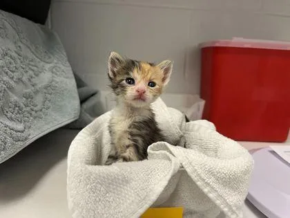 A baby small-sized female Brown / Chocolate Domestic Short Hair cat named Bonfire for adoption in Kansas City, MO