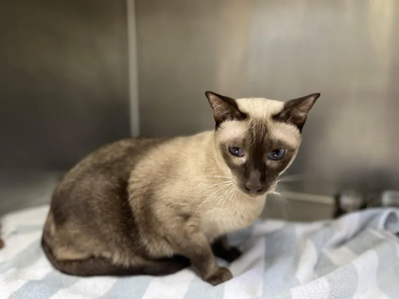An adult medium-sized male Siamese cat named Fenway for adoption in Hilton Head Island, SC