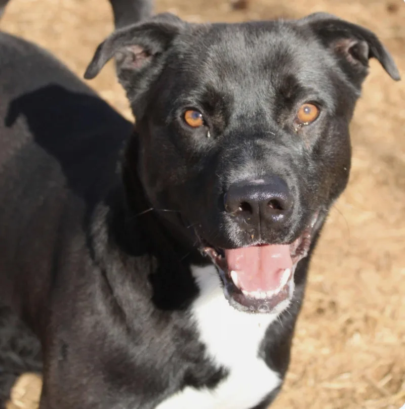 An adult large-sized male Labrador Retriever dog named Smoochie Dixon for adoption in Rockaway, NJ