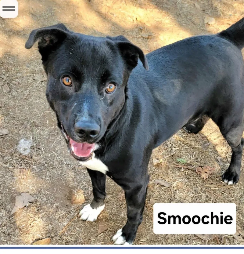 Smoochie Dixon thumbnail 2