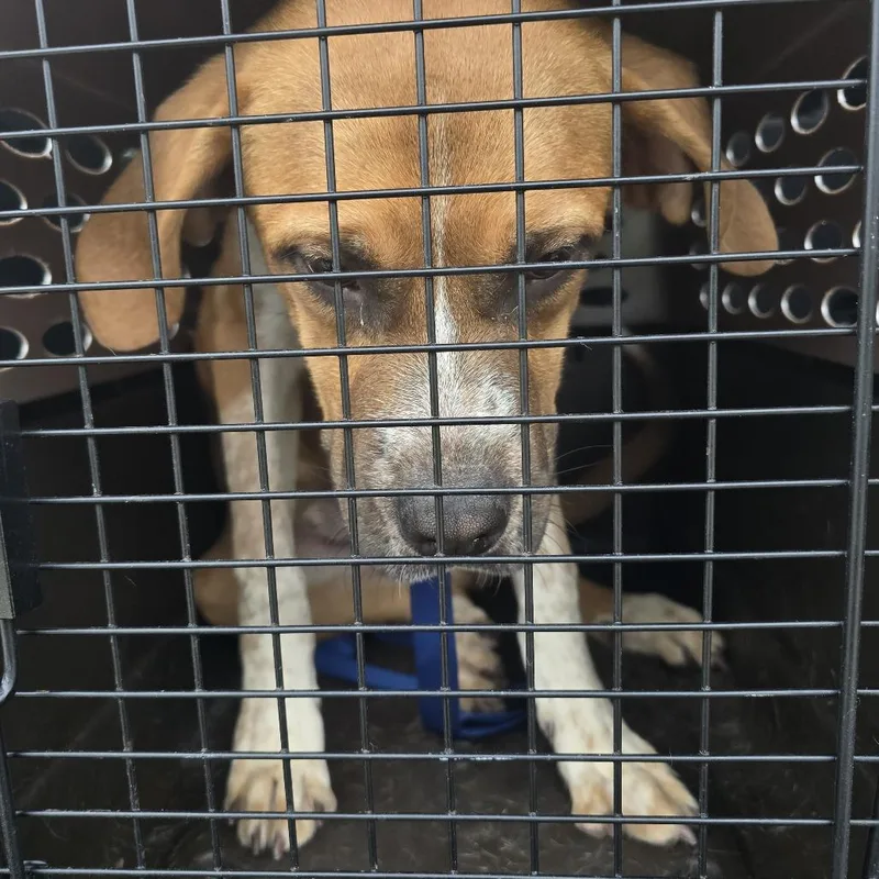 A young medium-sized male Hound dog named Ninja for adoption in Greensboro, NC