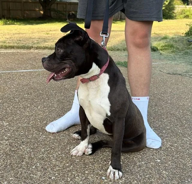 An adult medium-sized female Black American Staffordshire Terrier dog named Shadow for adoption in Watertown, CT