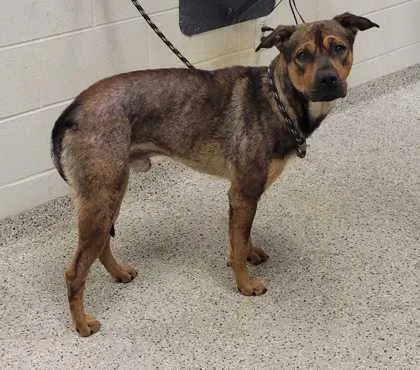 An adult large-sized male Brown / Chocolate Mixed Breed dog named Edmund for adoption in Kansas City, MO