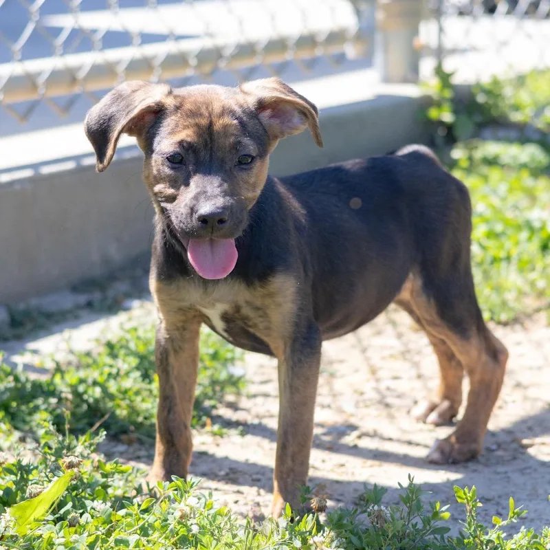 A baby medium-sized female Yellow / Tan / Blond / Fawn Labrador Retriever dog named Pearl for adoption in Wilmington, DE