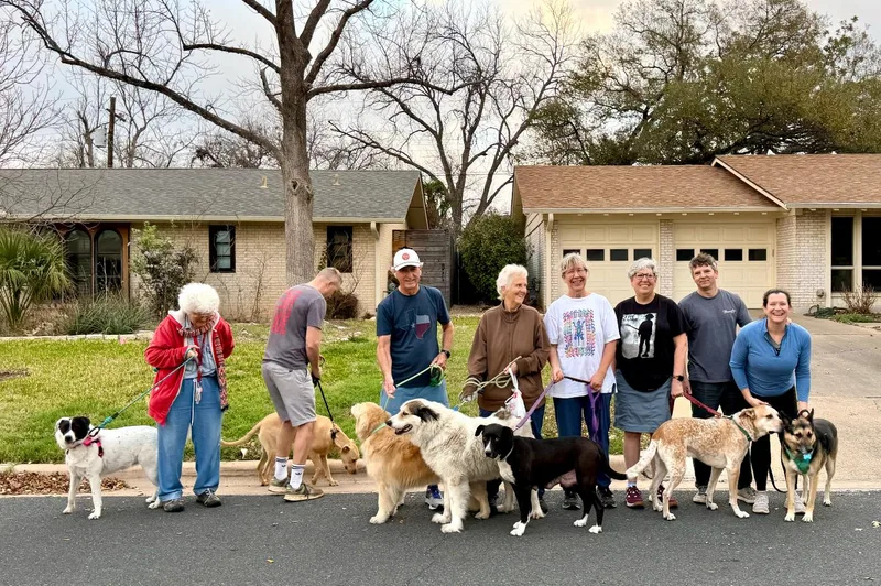 A senior large-sized male White / Cream Great Pyrenees dog named Gordo for adoption in Pflugerville, TX