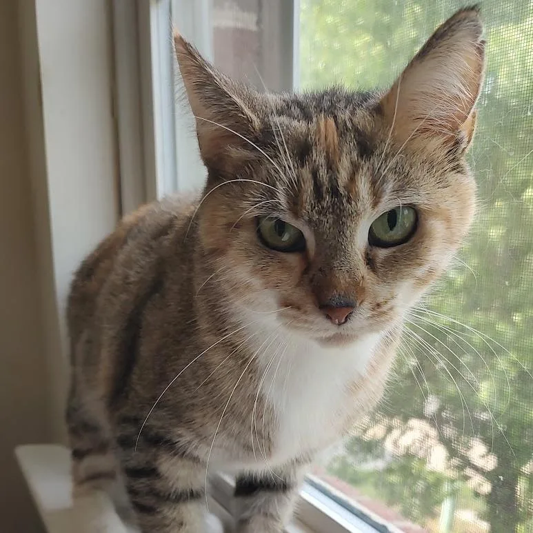An adult medium-sized female Brown / Chocolate Domestic Short Hair cat named Freya for adoption in Fairfax Station, VA