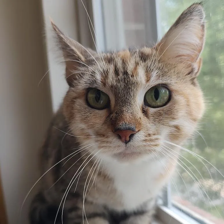 Freya thumbnail 2
