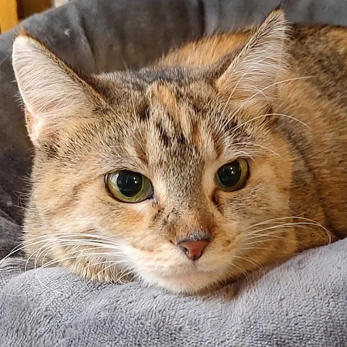 Freya thumbnail 6