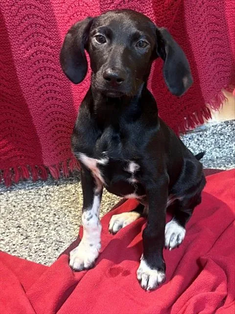 A baby medium-sized male Labrador Retriever dog named Dash for adoption in Brewster, MA