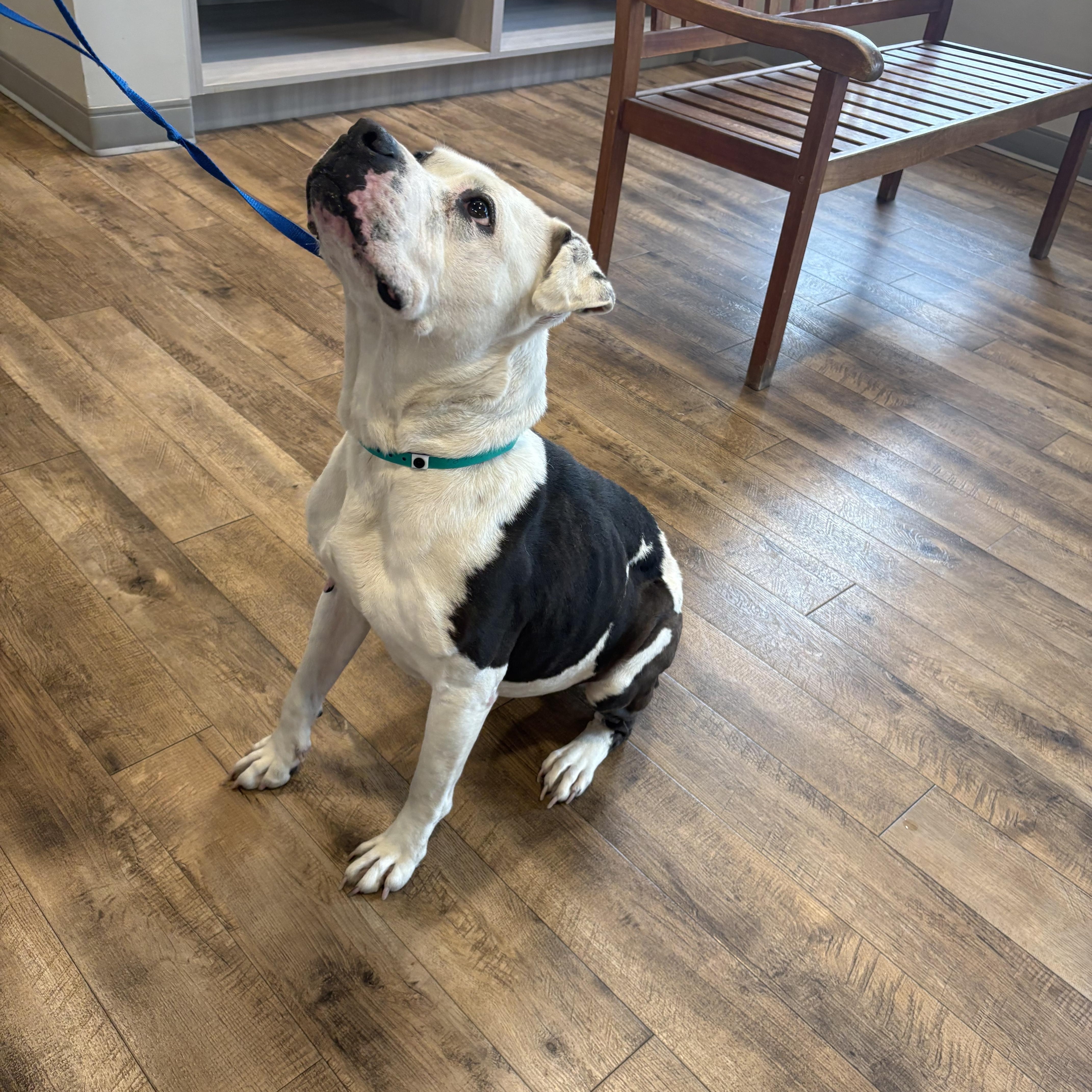 Cutie Pie thumbnail 3