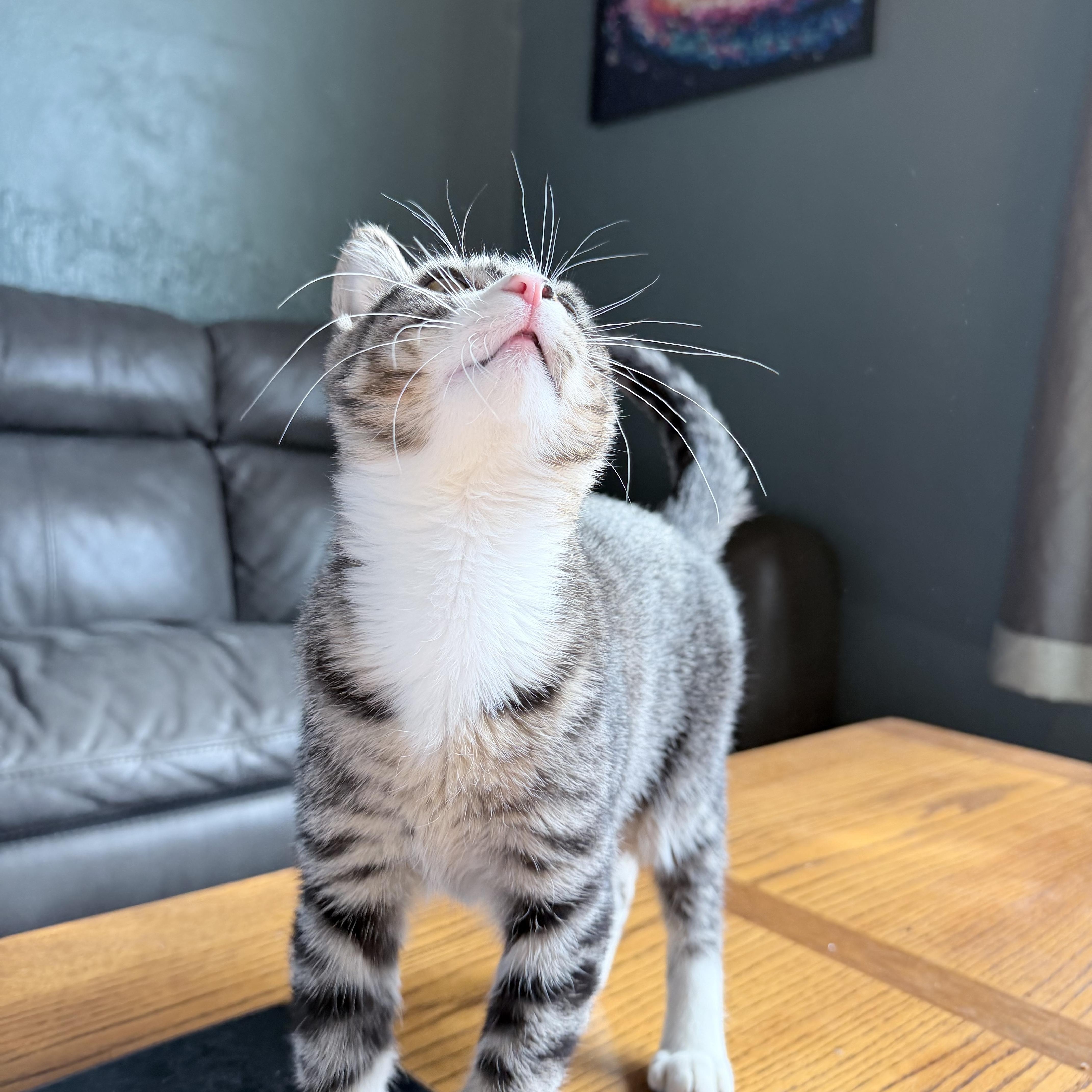 A baby small-sized male Domestic Short Hair cat named Tom for adoption in Pocatello, ID