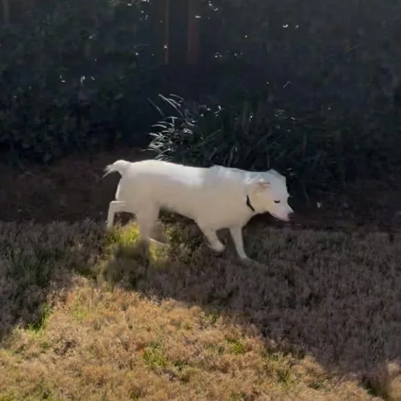 An adult medium-sized female White / Cream Labrador Retriever dog named Faith for adoption in Simpsonville, SC