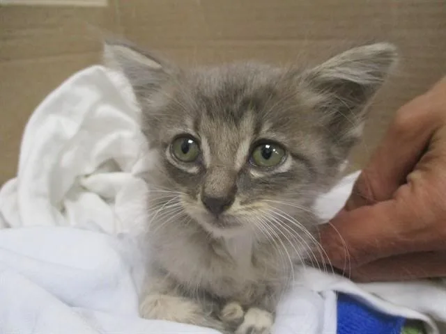 A baby small-sized male Domestic Medium Hair cat named A for adoption in Ocala, FL