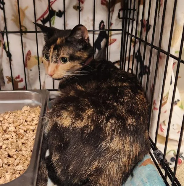 A young medium-sized female Domestic Short Hair cat named Teriyaki for adoption in Hagerstown, MD
