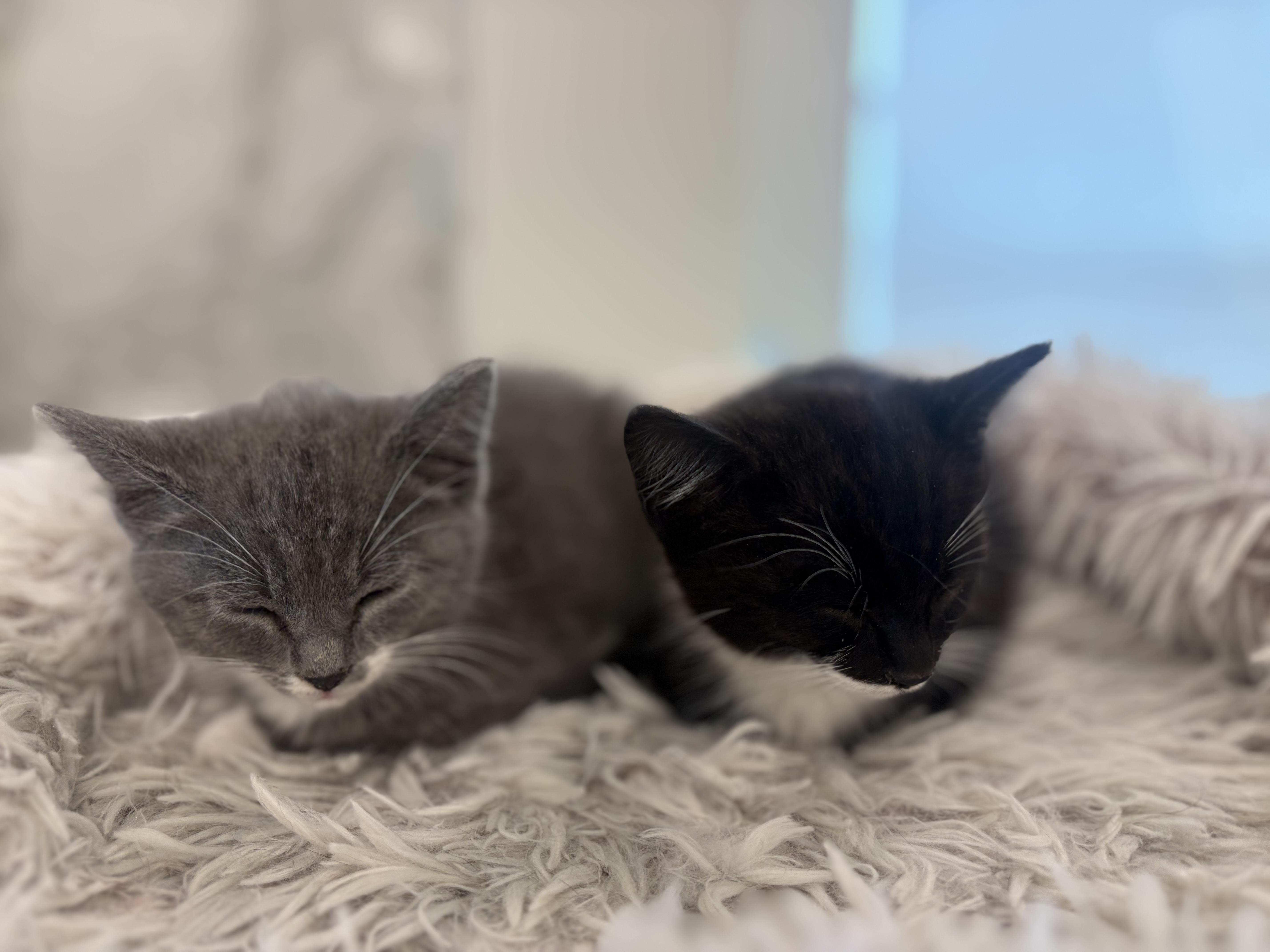 A baby medium-sized female Black Domestic Short Hair cat named Kaboodle for adoption in Fruit Heights, UT