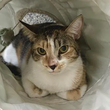An adult medium-sized female Calico Domestic Short Hair cat named Athena for adoption in Hawthorne, CA