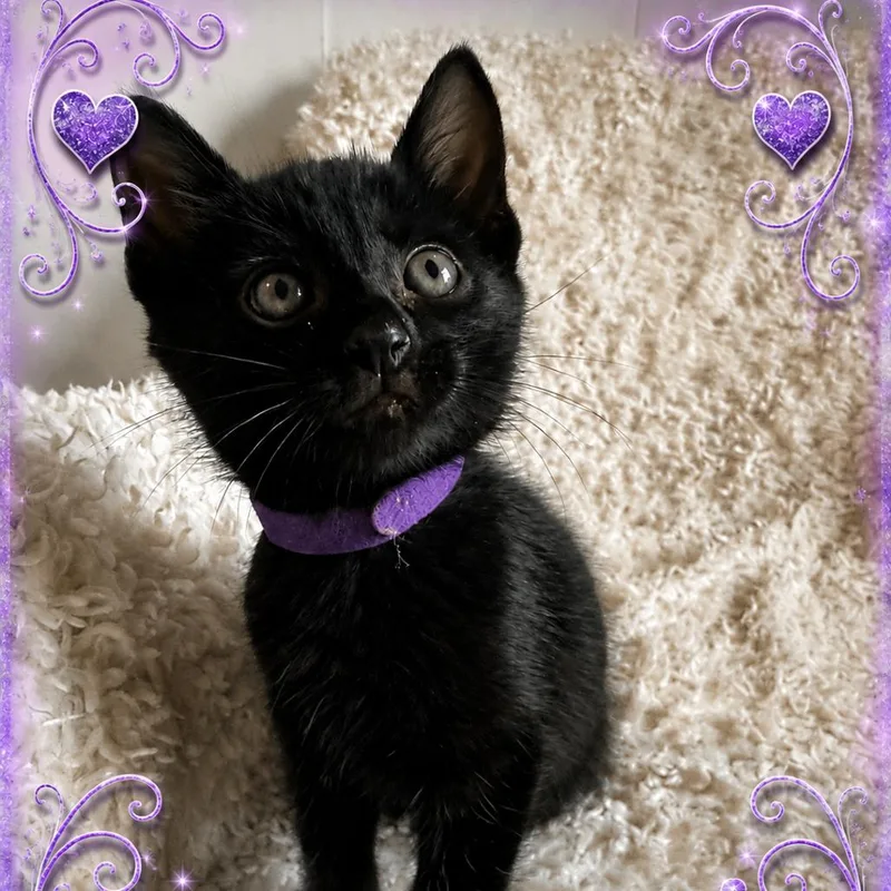 A baby small-sized male Domestic Short Hair cat named James for adoption in Roselle, IL
