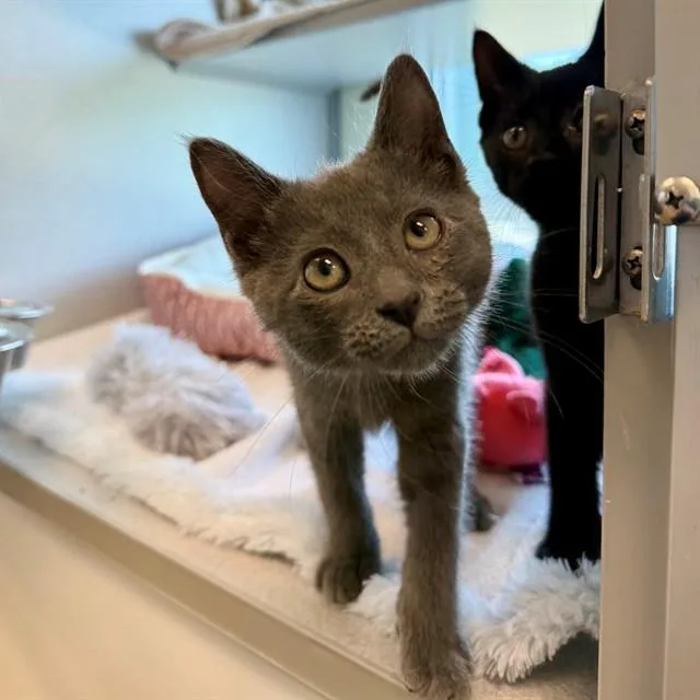 A baby small-sized female Domestic Short Hair cat named Chili for adoption in Leesburg, VA