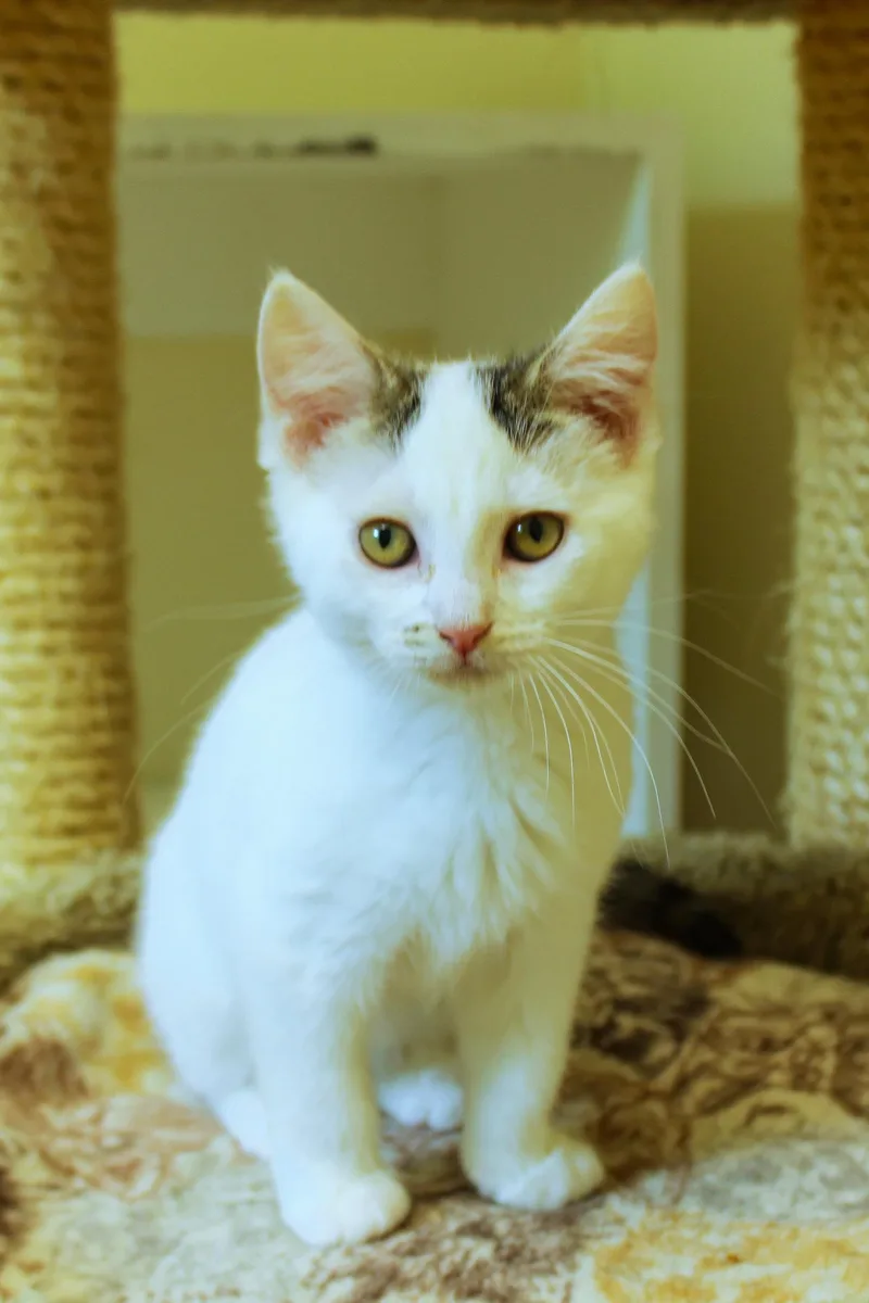 A baby medium-sized female White Domestic Short Hair cat named Ember for adoption in Urbana, OH
