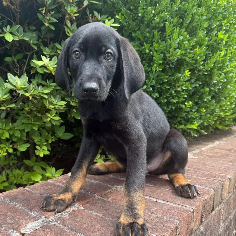 A baby medium-sized male Black Redbone Coonhound dog named Traveler for adoption in Brownsboro, AL