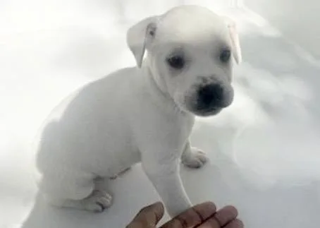 A baby small-sized male Labrador Retriever dog named Qtip for adoption in Houston, TX