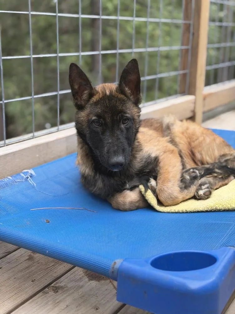 A baby large-sized male Tricolor (Brown, Black, & White) Belgian Shepherd / Malinois dog named Cash for adoption in Pleasant Hill, CA