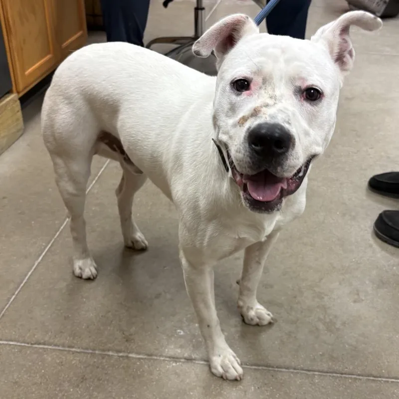 An adult medium-sized male White / Cream Pit Bull Terrier dog named YORKStray for adoption in York, PA