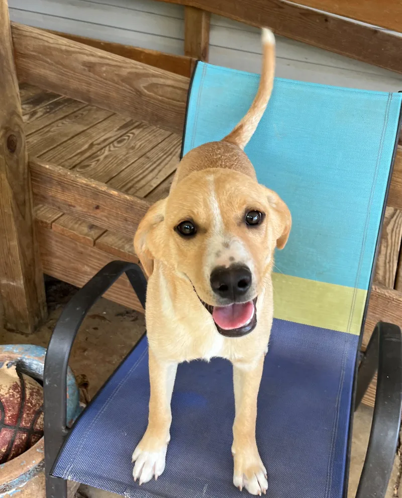 An adult medium-sized male Labrador Retriever dog named Freckles for adoption in Pontotoc, MS