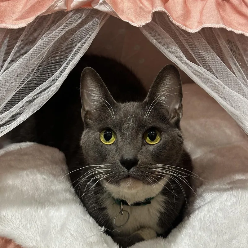 A senior extra large-sized male Gray / Blue / Silver Domestic Short Hair cat named Iceberg for adoption in Tucson, AZ