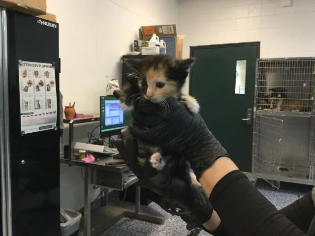 A baby small-sized female Domestic Short Hair cat named Riri for adoption in Thousand Palms, CA