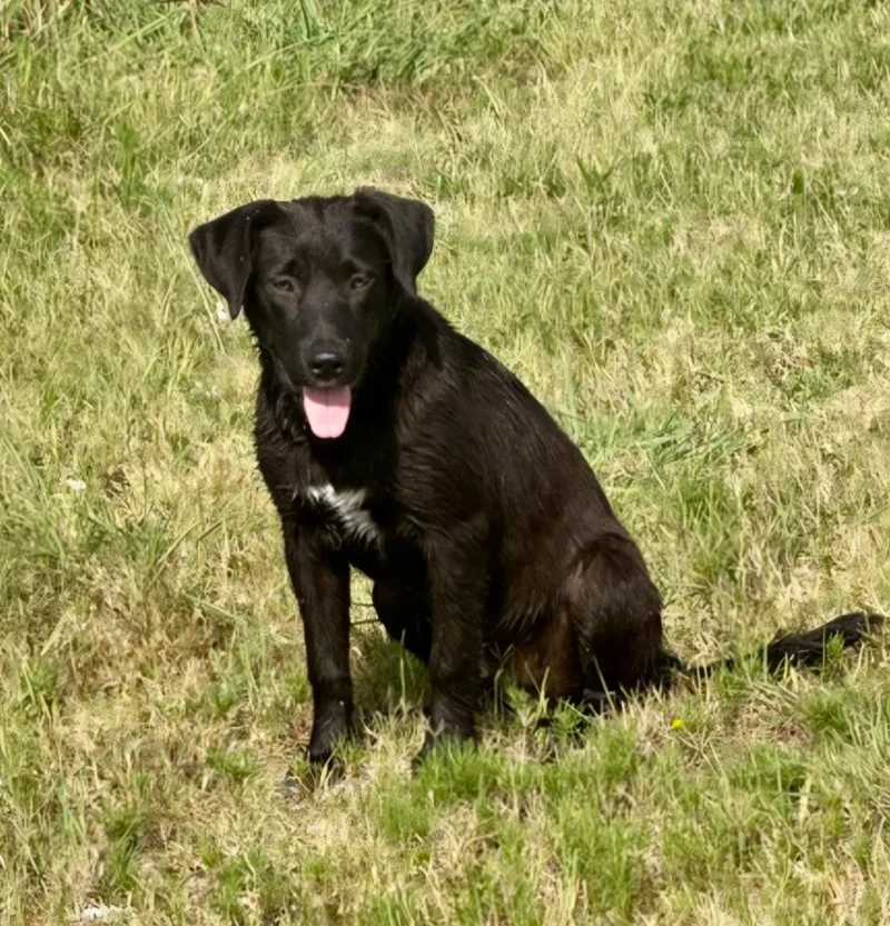 A young medium-sized male Black Labrador Retriever dog named Wiser for adoption in Okemah, OK