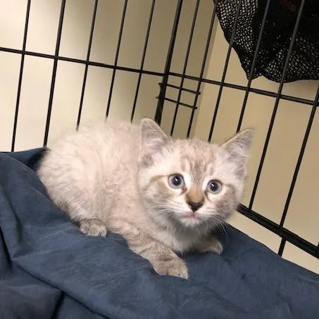 A baby small-sized female Cream / Ivory Domestic Short Hair cat named Basil for adoption in Novelty, OH