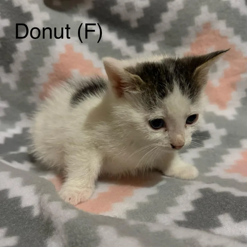 A baby small-sized female White Domestic Short Hair cat named Donut Gleske for adoption in Woodstock, VA