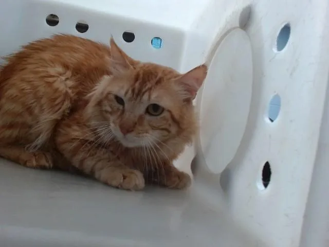 An adult large-sized male Domestic Medium Hair cat named Gold for adoption in Albuquerque, NM