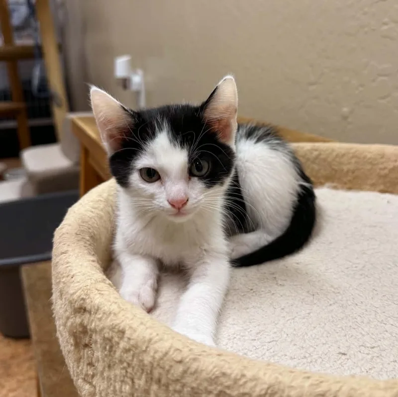 A baby medium-sized female Domestic Short Hair cat named Poppy for adoption in San Anselmo, CA