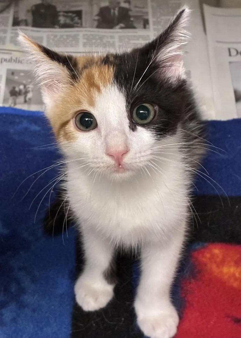 A baby small-sized female Domestic Short Hair cat named Margaret for adoption in Los Angeles, CA
