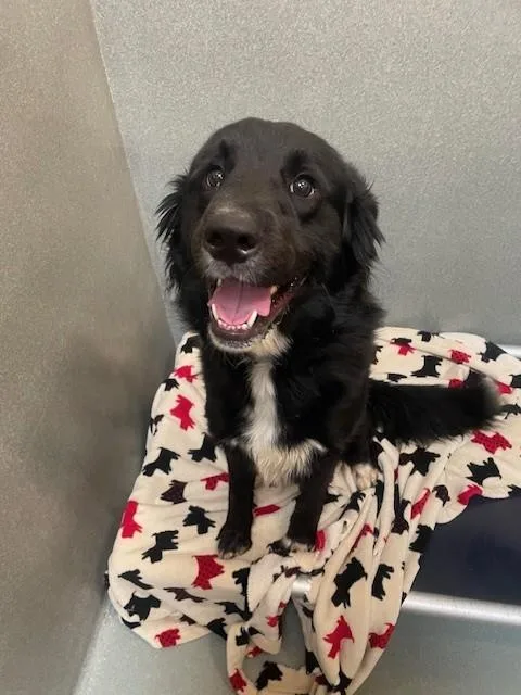 Milo