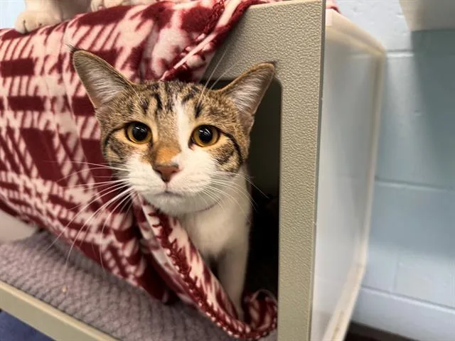 A young medium-sized female Domestic Short Hair cat named Selena for adoption in Peoria, IL