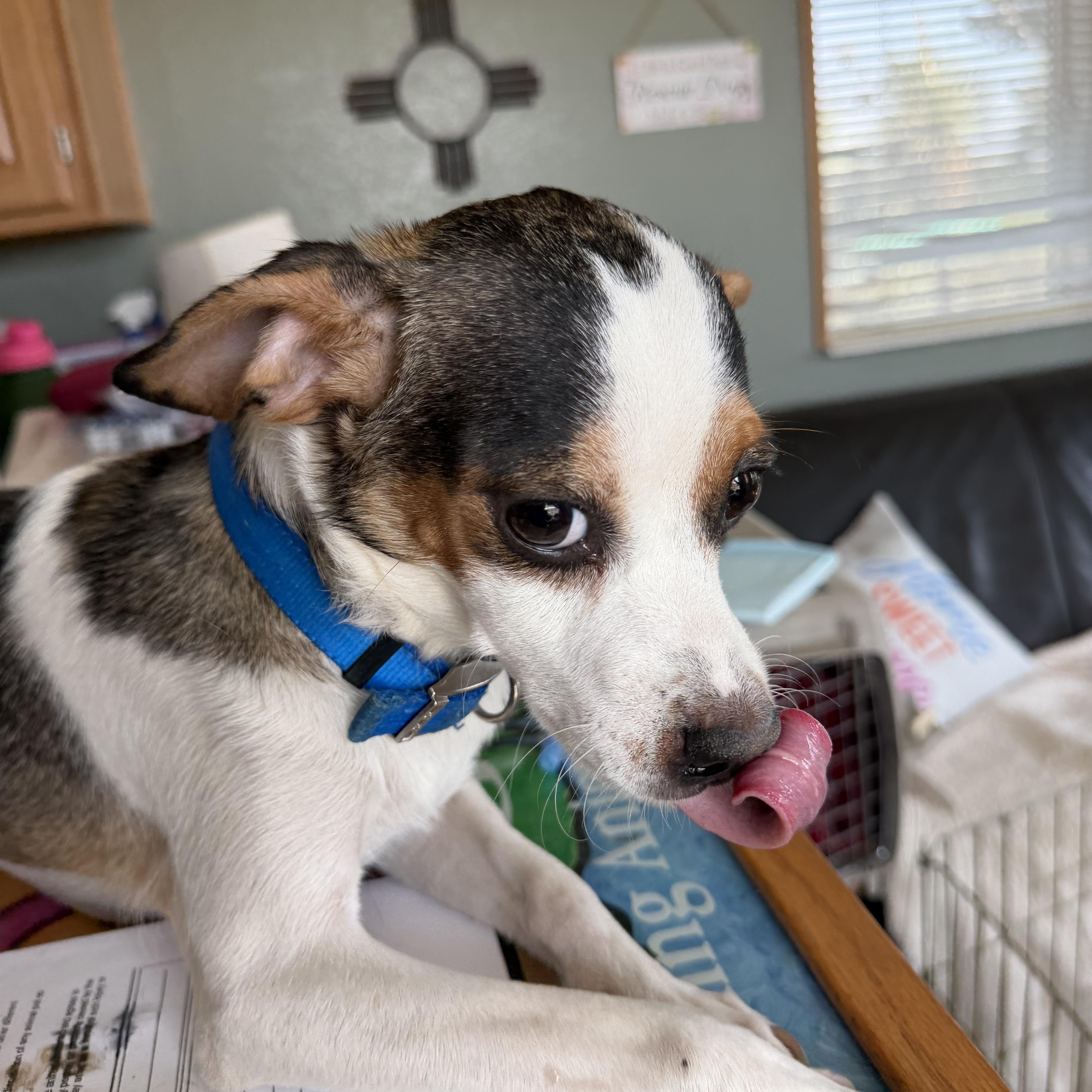 A young small-sized male Tricolor (Brown, Black, & White) Chihuahua dog named Thorton for adoption in Deming, NM