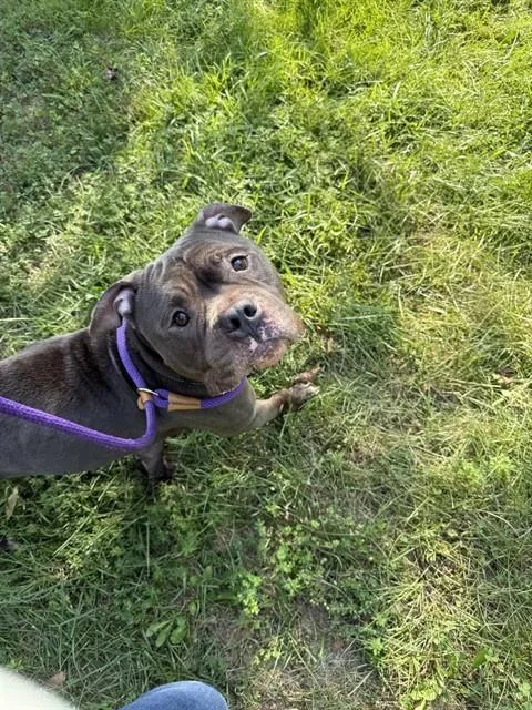 An adult medium-sized male American Staffordshire Terrier dog named Bubba for adoption in Upper Marlboro, MD
