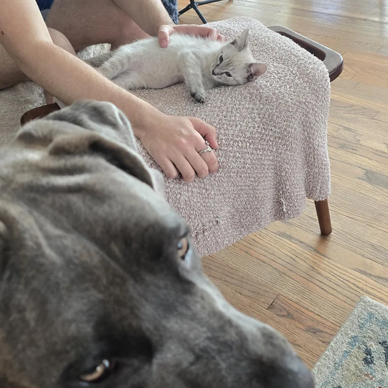 A baby medium-sized male Siamese cat named Glacier for adoption in North Hollywood, CA