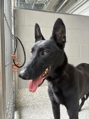 An adult medium-sized female Mixed Breed dog named Graci for adoption in Atlanta, GA