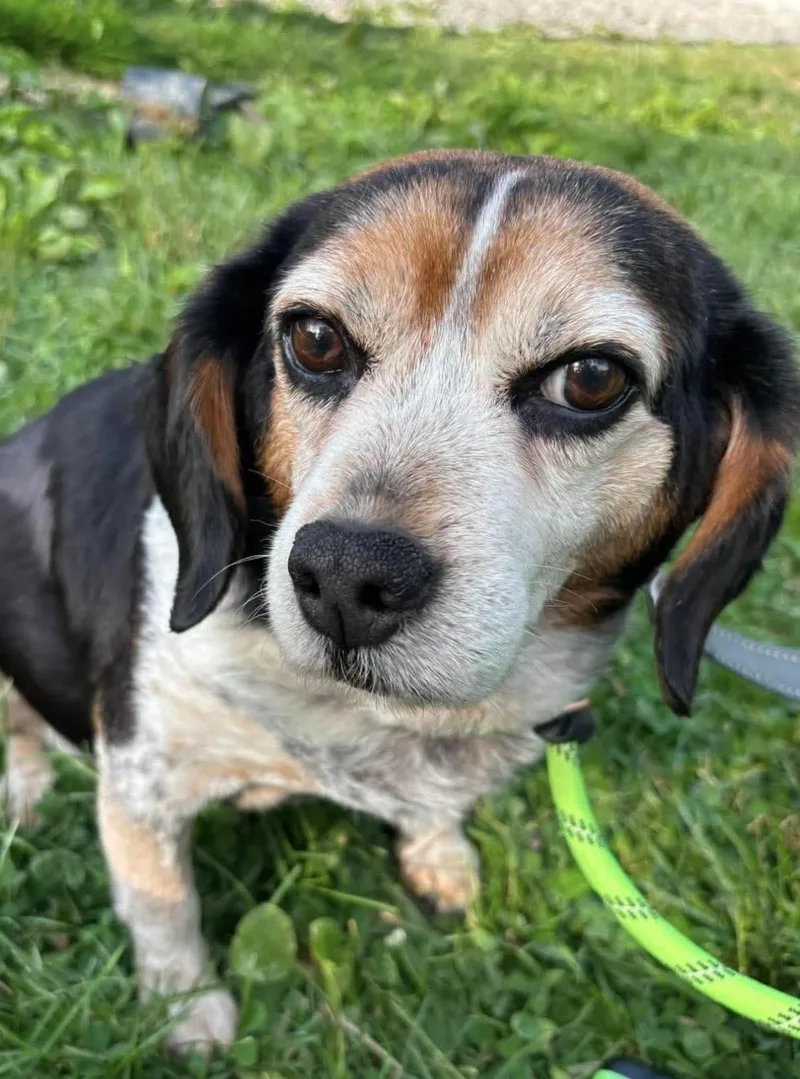 A senior medium-sized male Beagle dog named Hagan for adoption in Warren, OH