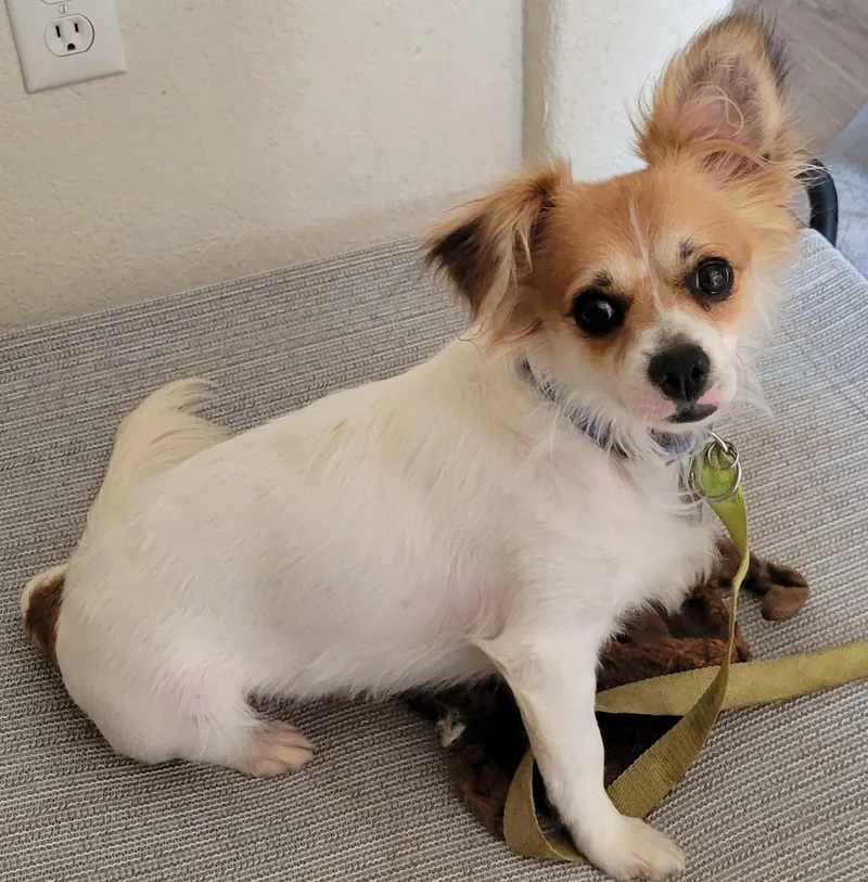 An adult small-sized male Spaniel dog named Arlo for adoption in Evergreen, CO
