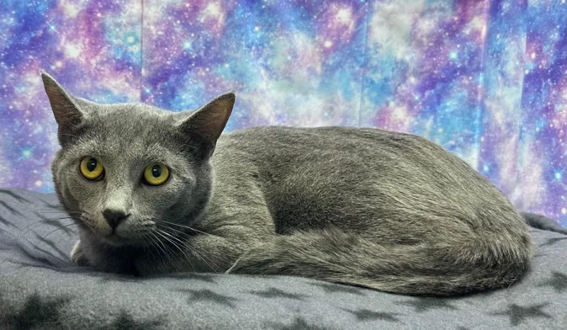 A young large-sized male Domestic Short Hair cat named Gus Gus for adoption in Washington Court House, OH