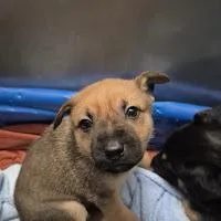 A baby small-sized male German Shepherd Dog dog named Jerry for adoption in Sacramento, CA