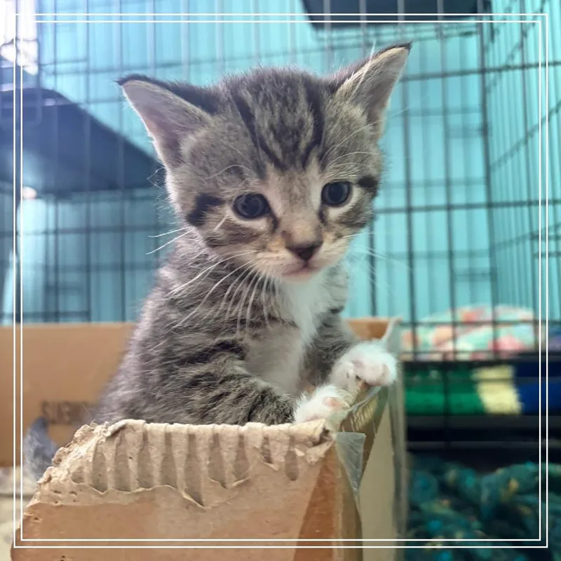 A baby small-sized male Brown / Chocolate Domestic Short Hair cat named Biscotti for adoption in Monroe, MI