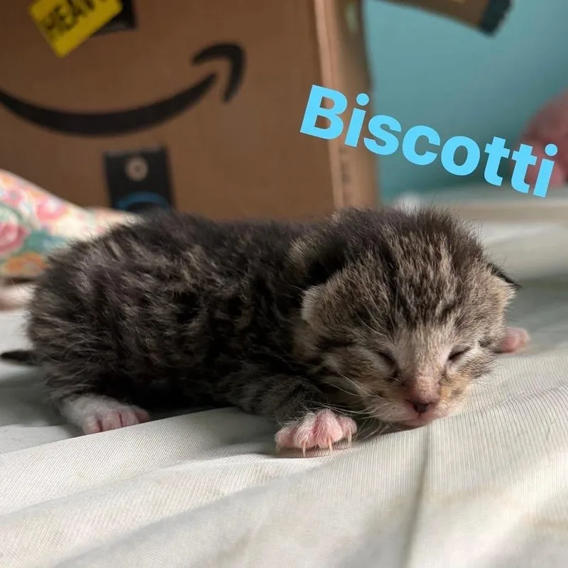 Biscotti thumbnail 2
